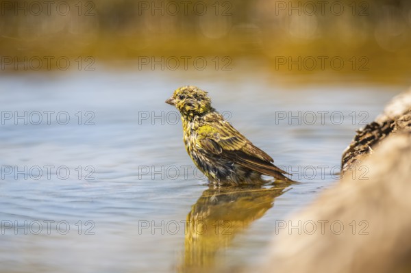 European serin (Serinus serinus) female bathing in a water pool, Pinos, Solsona, Catalonia, Spain