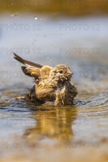 European serin (Serinus serinus) female bathing in a water pool, Pinos, Solsona, Catalonia, Spain