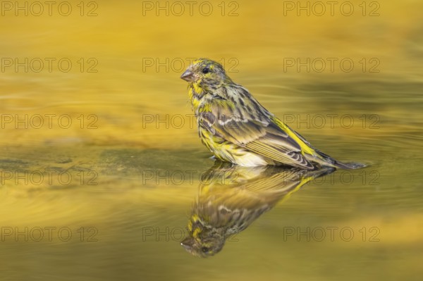 European serin (Serinus serinus) female bathing in a water pool, Pinos, Solsona, Catalonia, Spain