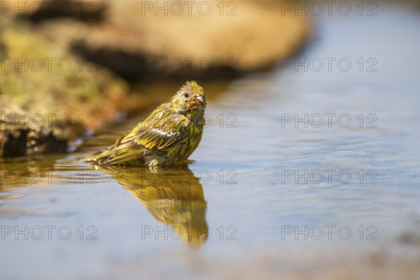 European serin (Serinus serinus) female bathing in a water pool, Pinos, Solsona, Catalonia, Spain