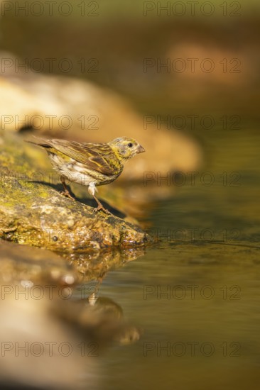 European serin (Serinus serinus) female at a water pool, Pinos, Solsona, Catalonia, Spain
