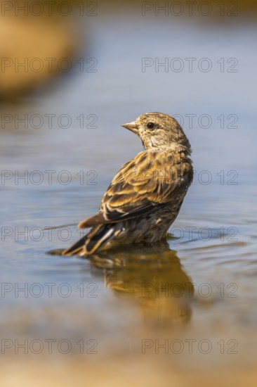 European serin (Serinus serinus) female bathing in a water pool, Pinos, Solsona, Catalonia, Spain