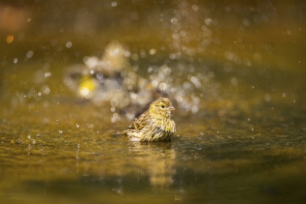 European serin (Serinus serinus) female bathing in a water pool, Pinos, Solsona, Catalonia, Spain