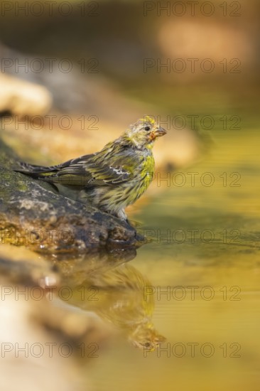 European serin (Serinus serinus) female at a water pool, Pinos, Solsona, Catalonia, Spain