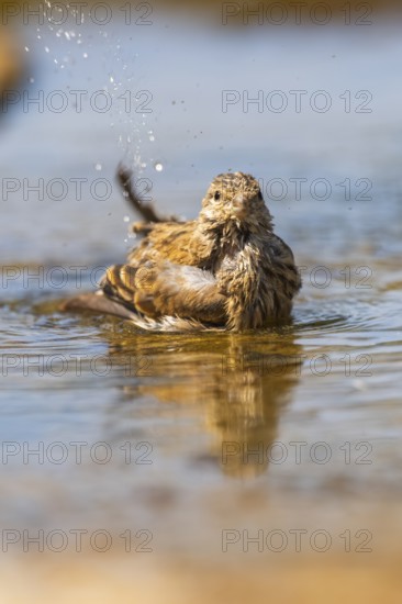 European serin (Serinus serinus) female bathing in a water pool, Pinos, Solsona, Catalonia, Spain