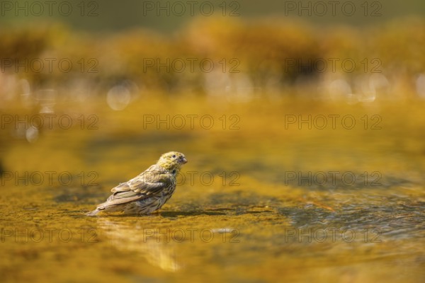 European serin (Serinus serinus) female bathing in a water pool, Pinos, Solsona, Catalonia, Spain