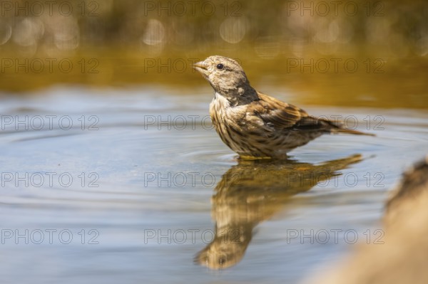 European serin (Serinus serinus) female bathing in a water pool, Pinos, Solsona, Catalonia, Spain