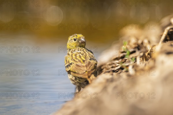 European serin (Serinus serinus) female at a water pool, Pinos, Solsona, Catalonia, Spain
