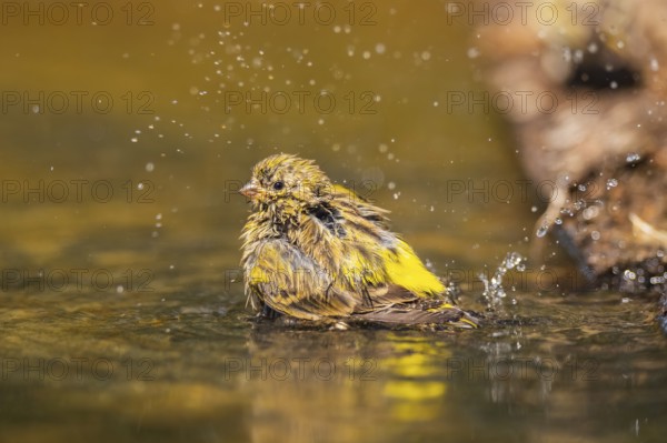 European serin (Serinus serinus) female bathing in a water pool, Pinos, Solsona, Catalonia, Spain