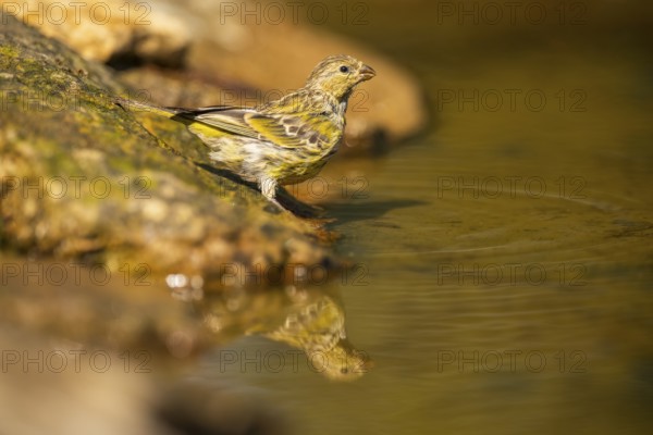 European serin (Serinus serinus) female at a water pool, Pinos, Solsona, Catalonia, Spain
