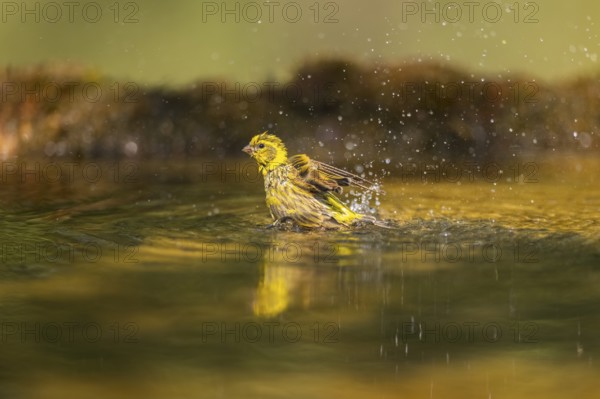 European serin (Serinus serinus) female bathing in a water pool, Pinos, Solsona, Catalonia, Spain