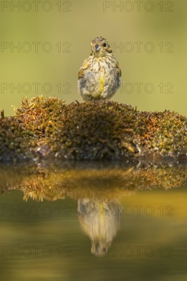European serin (Serinus serinus) female at a water pool, Pinos, Solsona, Catalonia, Spain