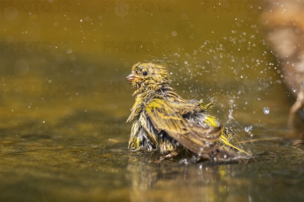 European serin (Serinus serinus) female bathing in a water pool, Pinos, Solsona, Catalonia, Spain
