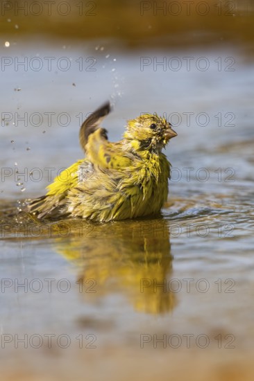 European serin (Serinus serinus) female bathing in a water pool, Pinos, Solsona, Catalonia, Spain