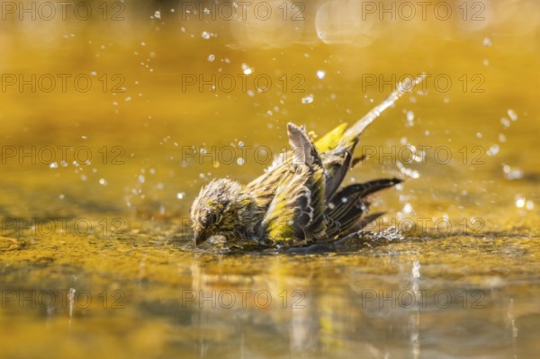 European serin (Serinus serinus) female bathing in a water pool, Pinos, Solsona, Catalonia, Spain