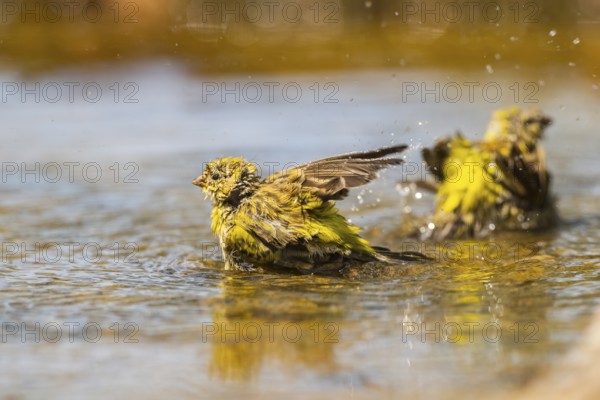 European serin (Serinus serinus) female bathing in a water pool, Pinos, Solsona, Catalonia, Spain
