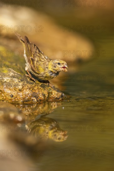 European serin (Serinus serinus) female at a water pool, Pinos, Solsona, Catalonia, Spain