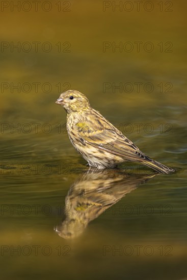 European serin (Serinus serinus) female bathing in a water pool, Pinos, Solsona, Catalonia, Spain
