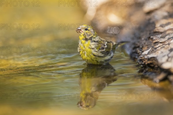 European serin (Serinus serinus) female bathing in a water pool, Pinos, Solsona, Catalonia, Spain