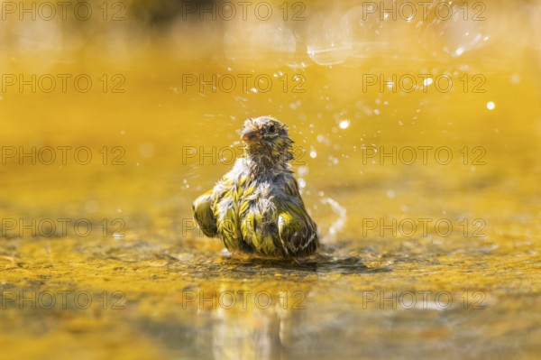 European serin (Serinus serinus) female bathing in a water pool, Pinos, Solsona, Catalonia, Spain