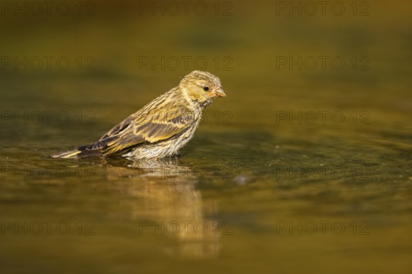 European serin (Serinus serinus) female bathing in a water pool, Pinos, Solsona, Catalonia, Spain