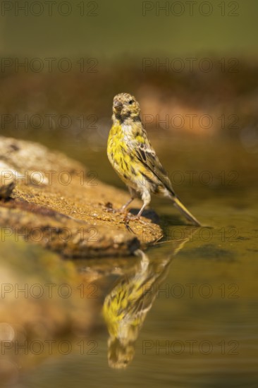 European serin (Serinus serinus) male at a water pool, Pinos, Solsona, Catalonia, Spain