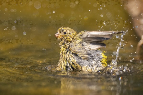 European serin (Serinus serinus) female bathing in a water pool, Pinos, Solsona, Catalonia, Spain