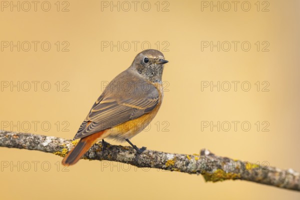 Common redstart (Phoenicurus phoenicurus) male sitting on a tree branch in a forest, Pinos, Solsona, Catalonia, Spain