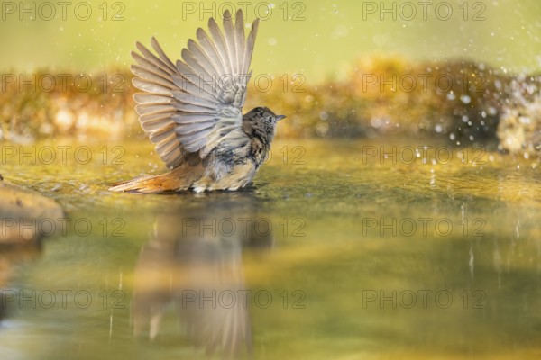 Common redstart (Phoenicurus phoenicurus) female bathing at a water pool, Pinos, Solsona, Catalonia, Spain