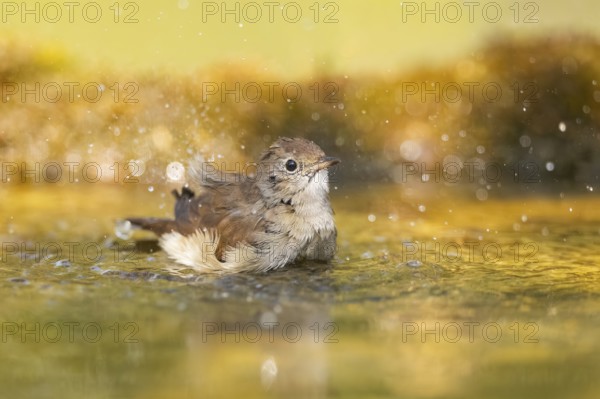 Common redstart (Phoenicurus phoenicurus) female bathing at a water pool, Pinos, Solsona, Catalonia, Spain
