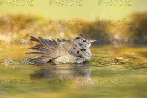 Common redstart (Phoenicurus phoenicurus) female bathing at a water pool, Pinos, Solsona, Catalonia, Spain