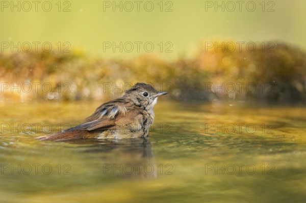 Common redstart (Phoenicurus phoenicurus) female bathing at a water pool, Pinos, Solsona, Catalonia, Spain