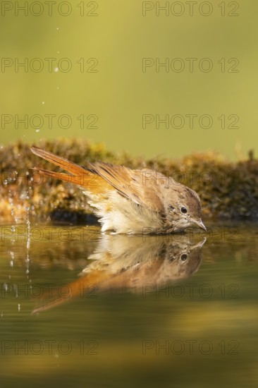 Common redstart (Phoenicurus phoenicurus) female bathing at a water pool, Pinos, Solsona, Catalonia, Spain