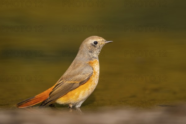 Common redstart (Phoenicurus phoenicurus) male bathing at a water pool, Pinos, Solsona, Catalonia, Spain