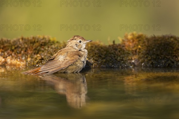 Common redstart (Phoenicurus phoenicurus) female bathing at a water pool, Pinos, Solsona, Catalonia, Spain