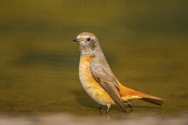 Common redstart (Phoenicurus phoenicurus) male bathing at a water pool, Pinos, Solsona, Catalonia, Spain