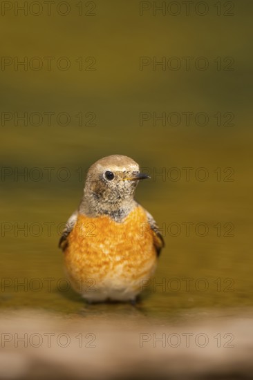 Common redstart (Phoenicurus phoenicurus) male bathing at a water pool, Pinos, Solsona, Catalonia, Spain