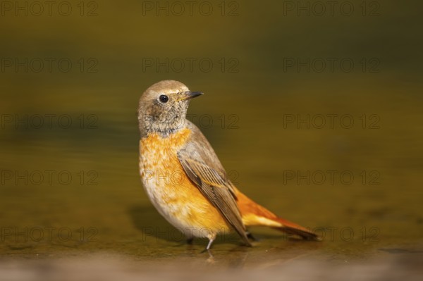 Common redstart (Phoenicurus phoenicurus) male bathing at a water pool, Pinos, Solsona, Catalonia, Spain