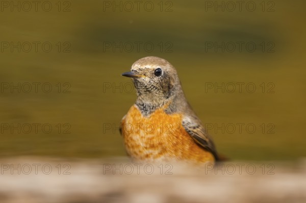 Common redstart (Phoenicurus phoenicurus) male at a water pool, Pinos, Solsona, Catalonia, Spain