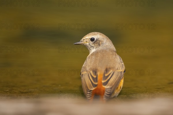 Common redstart (Phoenicurus phoenicurus) male at a water pool, Pinos, Solsona, Catalonia, Spain