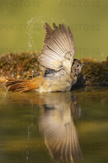 Common redstart (Phoenicurus phoenicurus) female bathing at a water pool, Pinos, Solsona, Catalonia, Spain