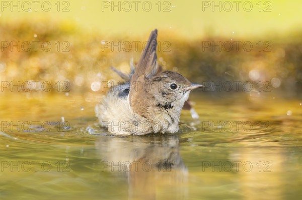 Common redstart (Phoenicurus phoenicurus) female bathing at a water pool, Pinos, Solsona, Catalonia, Spain
