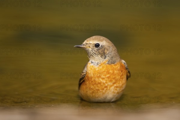 Common redstart (Phoenicurus phoenicurus) male bathing at a water pool, Pinos, Solsona, Catalonia, Spain