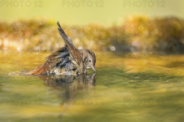 Common redstart (Phoenicurus phoenicurus) female bathing at a water pool, Pinos, Solsona, Catalonia, Spain