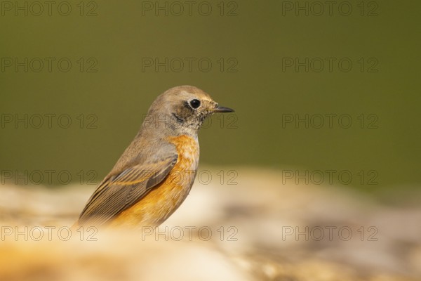 Common redstart (Phoenicurus phoenicurus) male sitting on a rock, Pinos, Solsona, Catalonia, Spain
