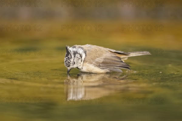 Crested tit (Parus cristatus) taking a bath in a water pool, Pinos, Solsona, Catalonia, Spain