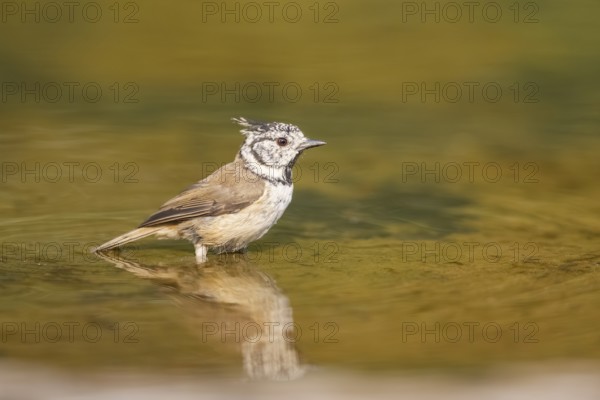 Crested tit (Parus cristatus) taking a bath in a water pool, Pinos, Solsona, Catalonia, Spain