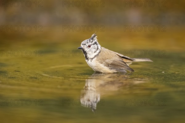 Crested tit (Parus cristatus) taking a bath in a water pool, Pinos, Solsona, Catalonia, Spain