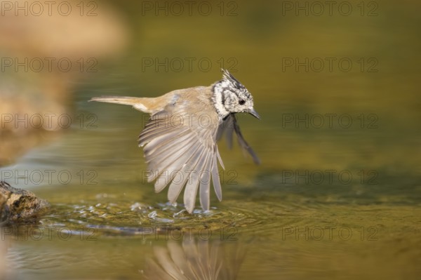 Crested tit (Parus cristatus) taking a bath in a water pool in flight, Pinos, Solsona, Catalonia, Spain