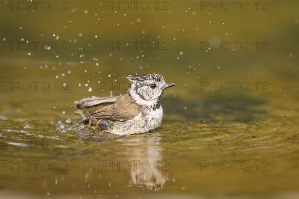 Crested tit (Parus cristatus) taking a bath in a water pool, Pinos, Solsona, Catalonia, Spain